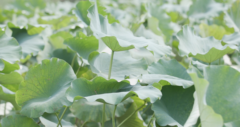 1665732338760272.png 荷葉.png